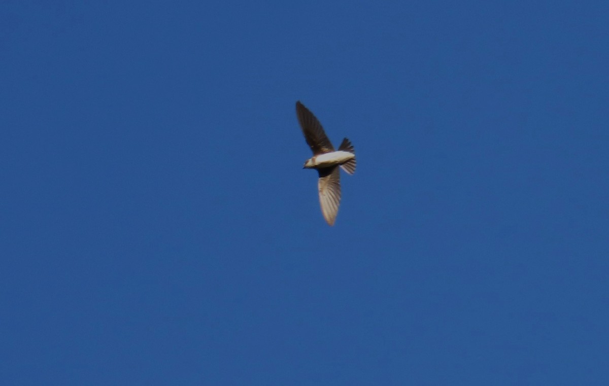 Bank Swallow - ML645754755