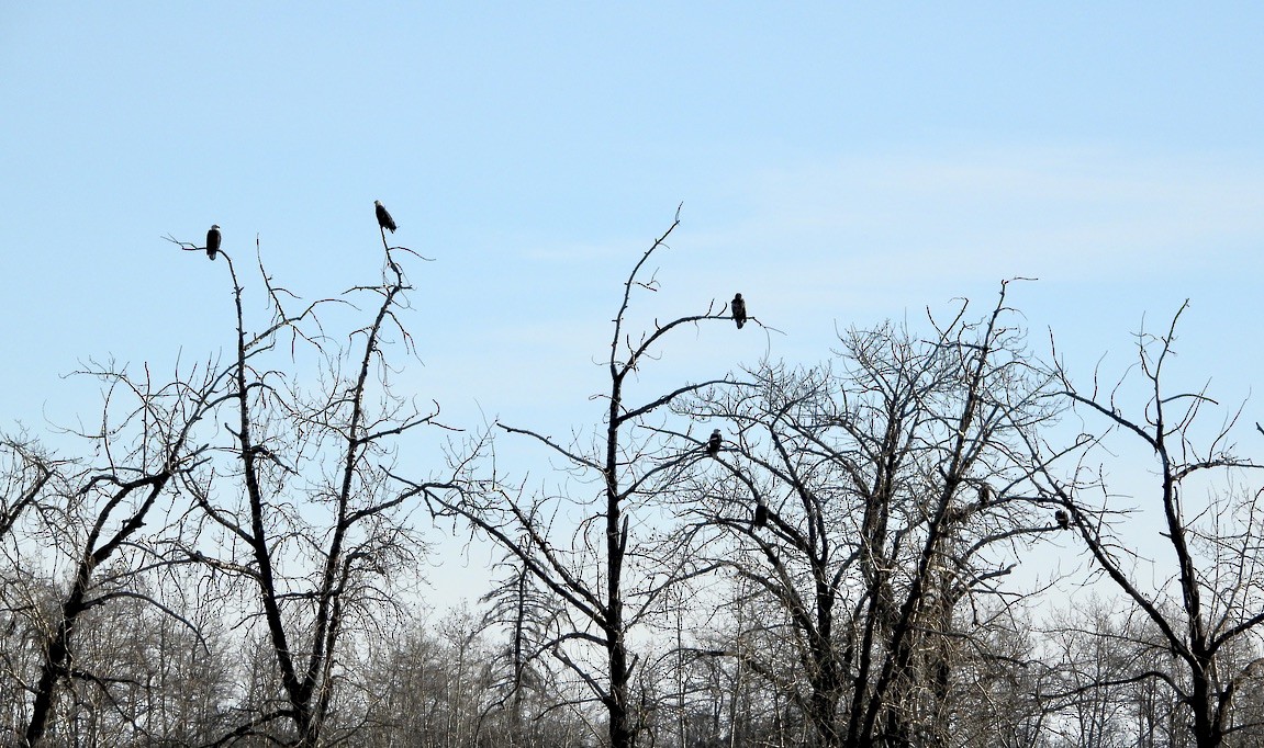 Pygargue à tête blanche - ML645754765