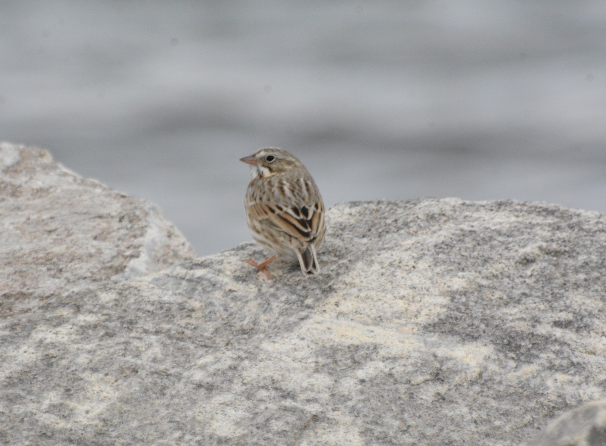 Savannah Sparrow (Ipswich) - ML645754770