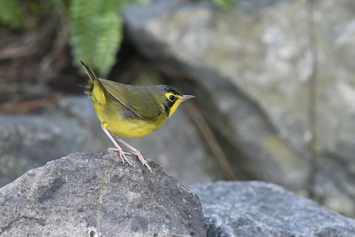 Kentucky Warbler - ML645754771