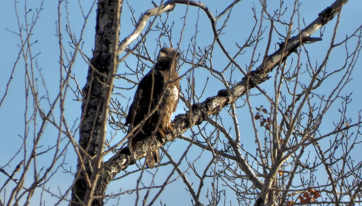Pygargue à tête blanche - ML645754772