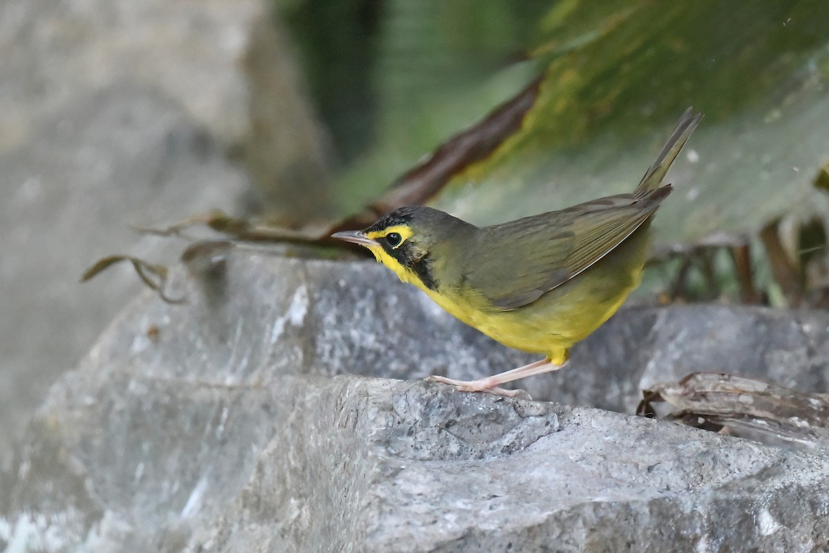 Kentucky Warbler - ML645754774