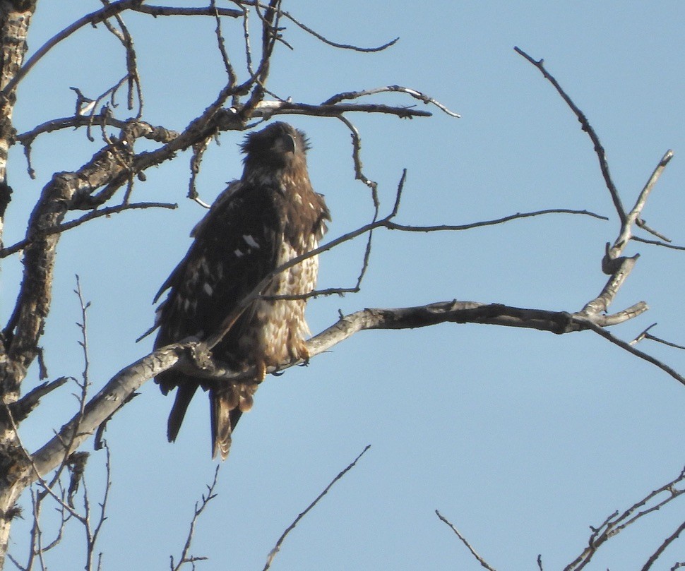 Pygargue à tête blanche - ML645754778