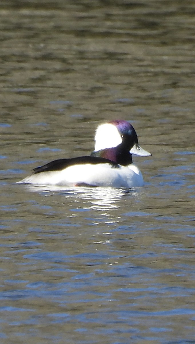 Bufflehead - ML645754779