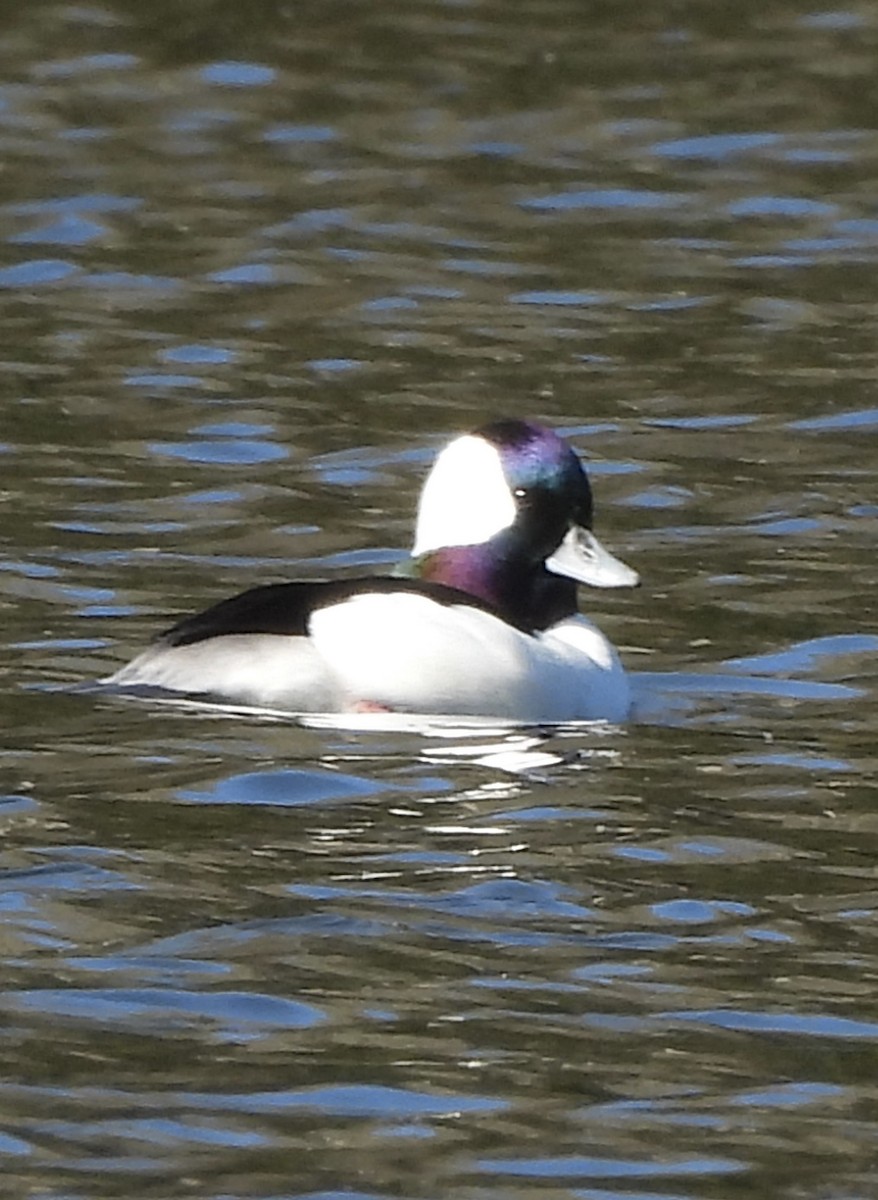 Bufflehead - ML645754780