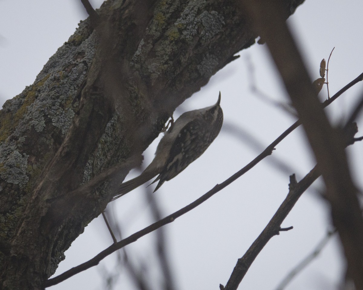 šoupálek americký - ML645754781