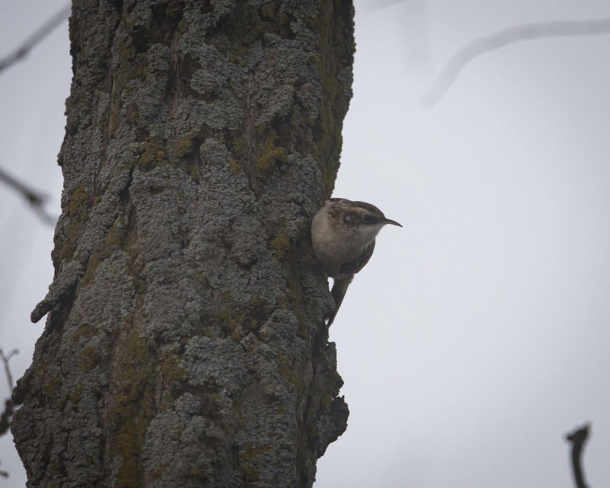 šoupálek americký - ML645754782