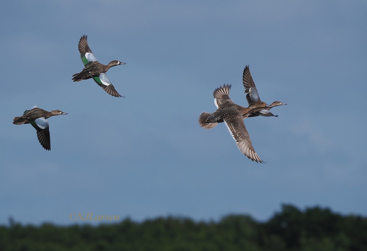 Northern Pintail - ML645754787