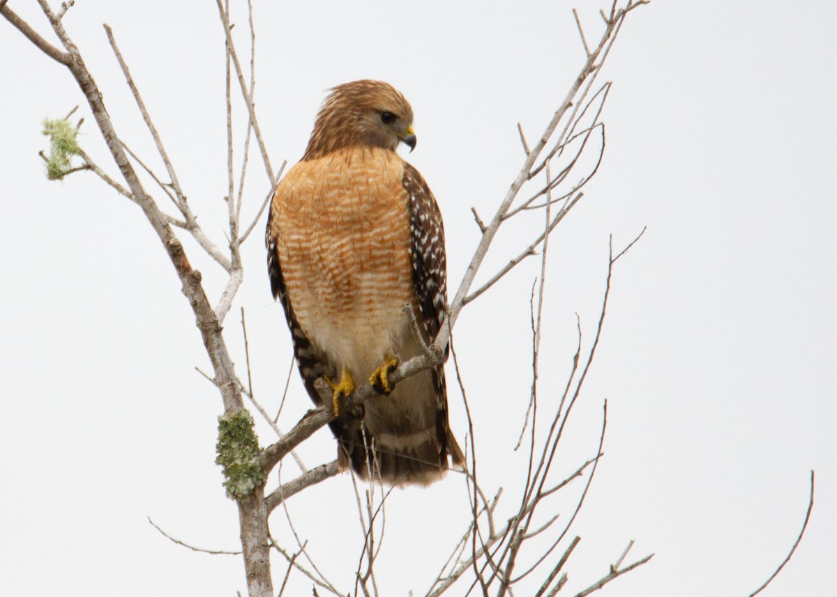 Red-shouldered Hawk - ML645754792
