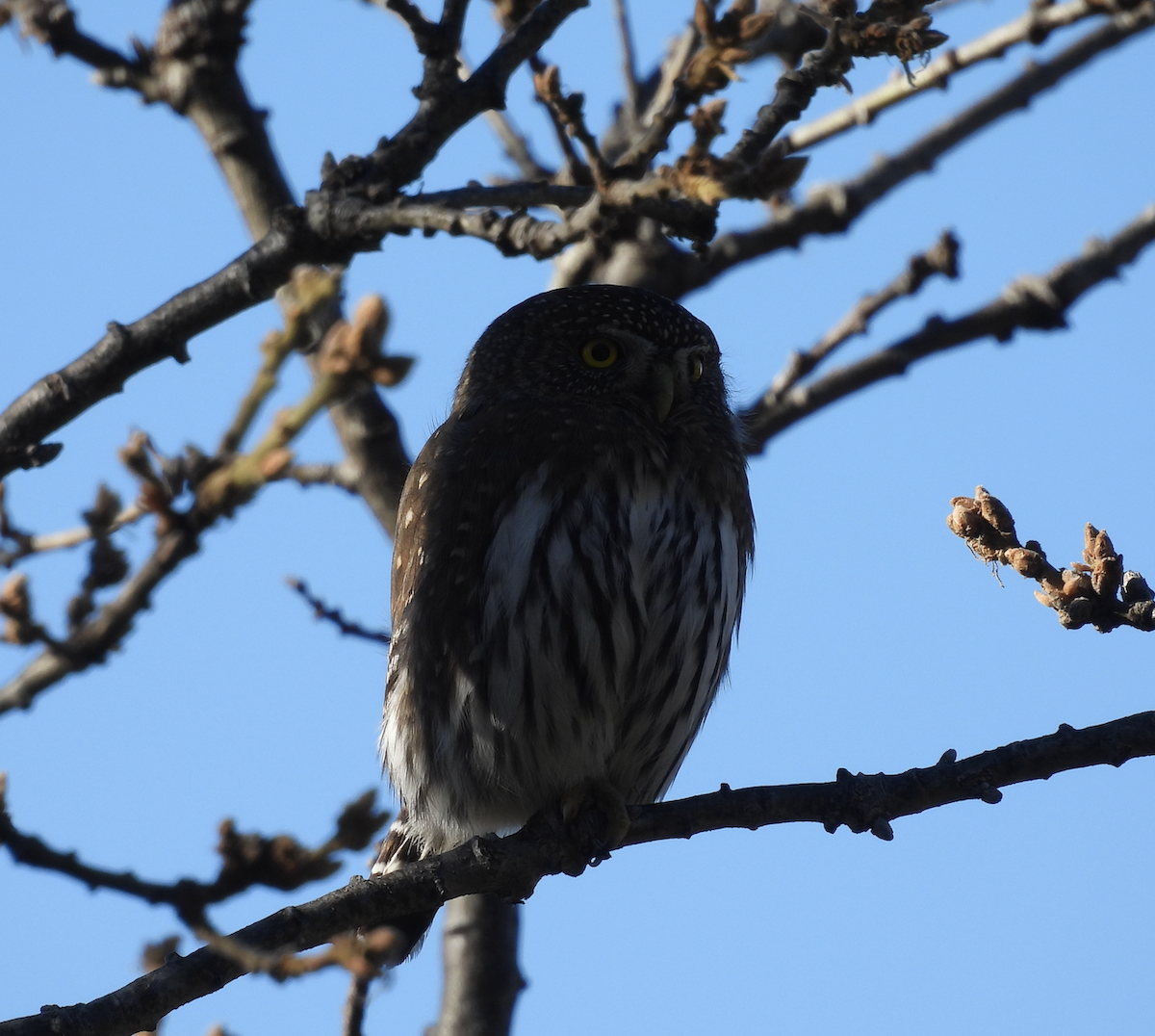 Northern Pygmy-Owl - ML645754795
