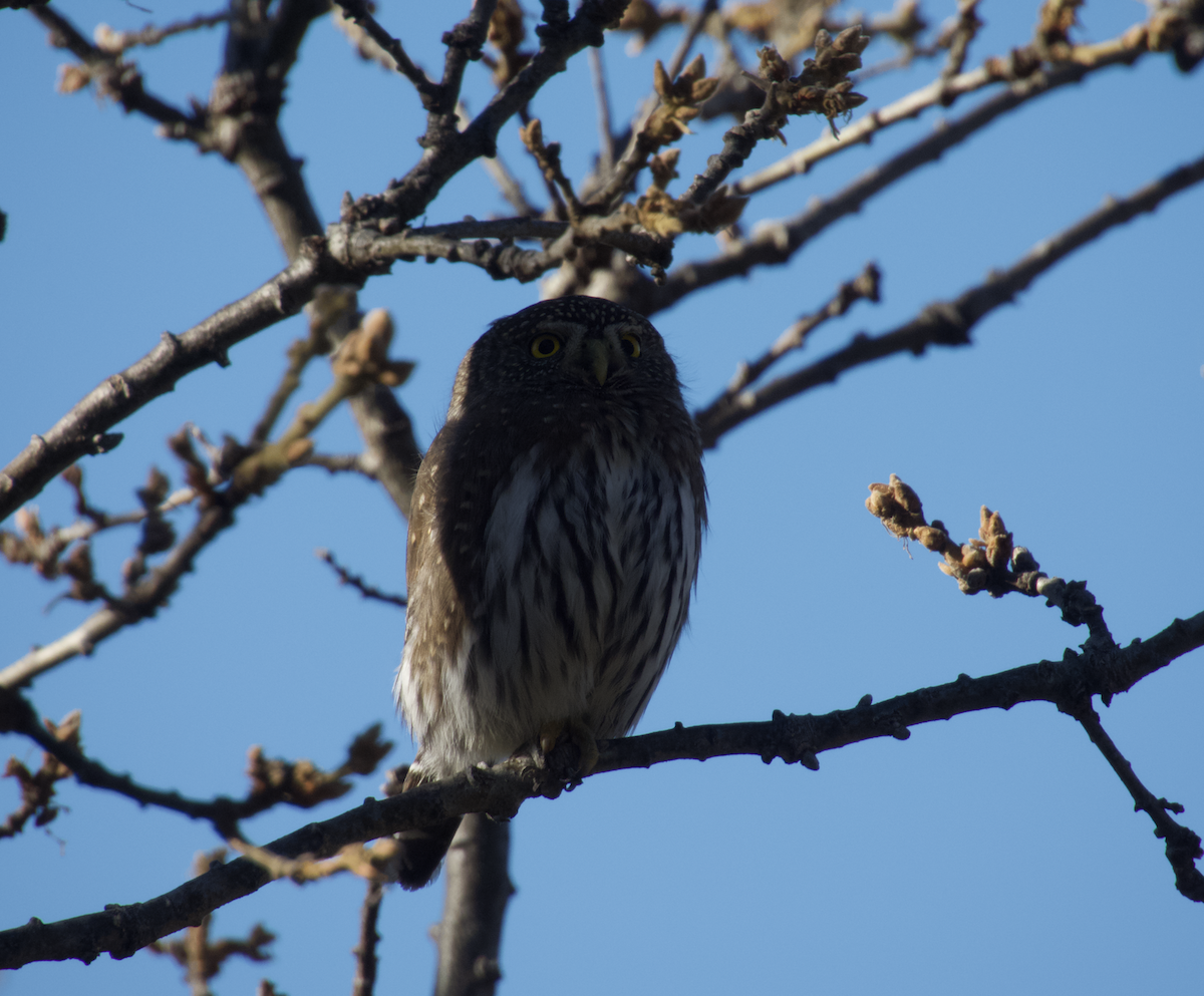 Northern Pygmy-Owl - ML645754796
