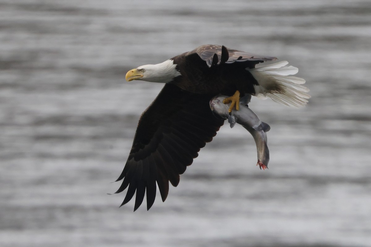 Pygargue à tête blanche - ML645754797