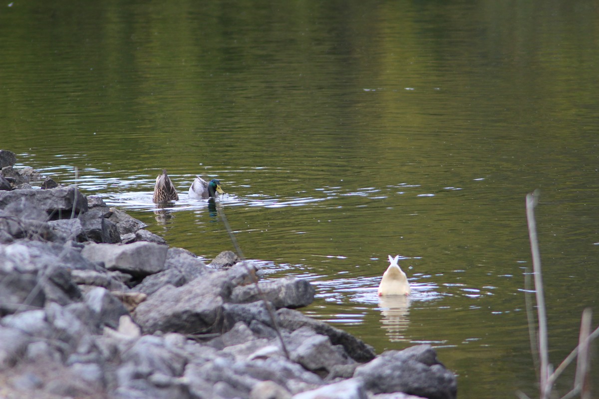 Mallard - ML645754799