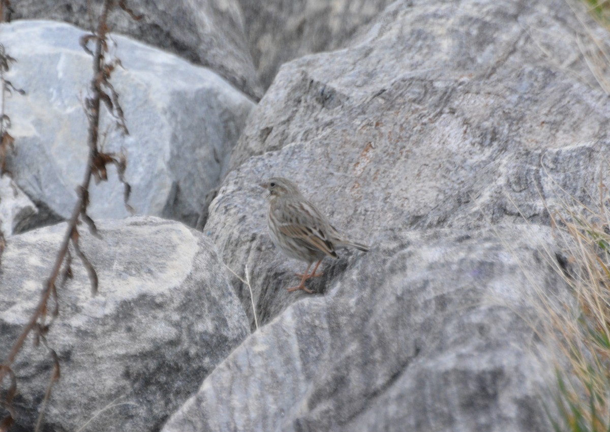 Savannah Sparrow (Ipswich) - ML645754804