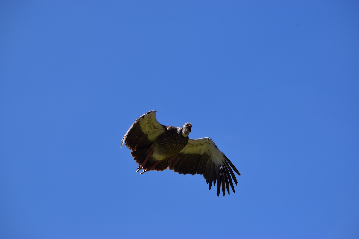 Southern Screamer - ML645754809