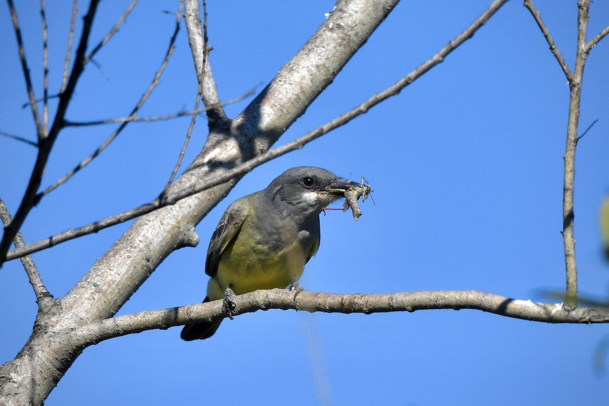 Cassin's Kingbird - ML645754812
