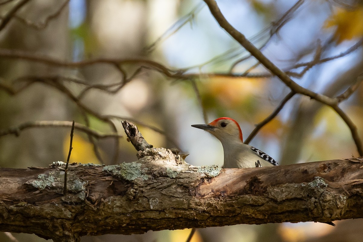 Red-bellied Woodpecker - ML645754814