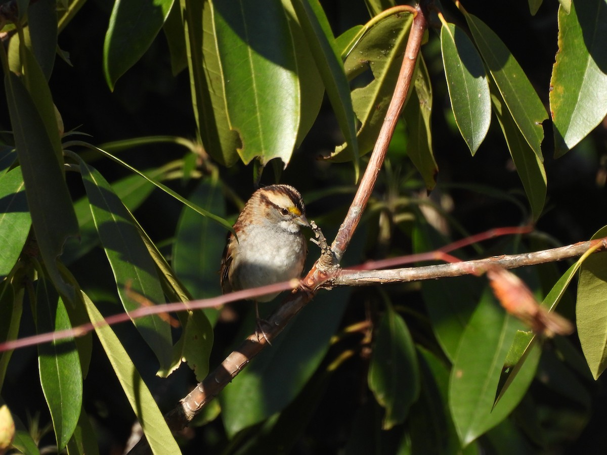White-throated Sparrow - ML645754821
