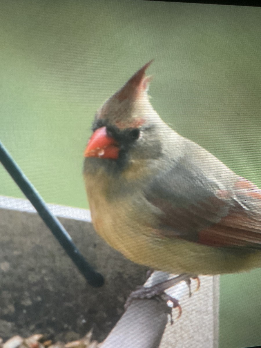 Northern Cardinal - ML645754824