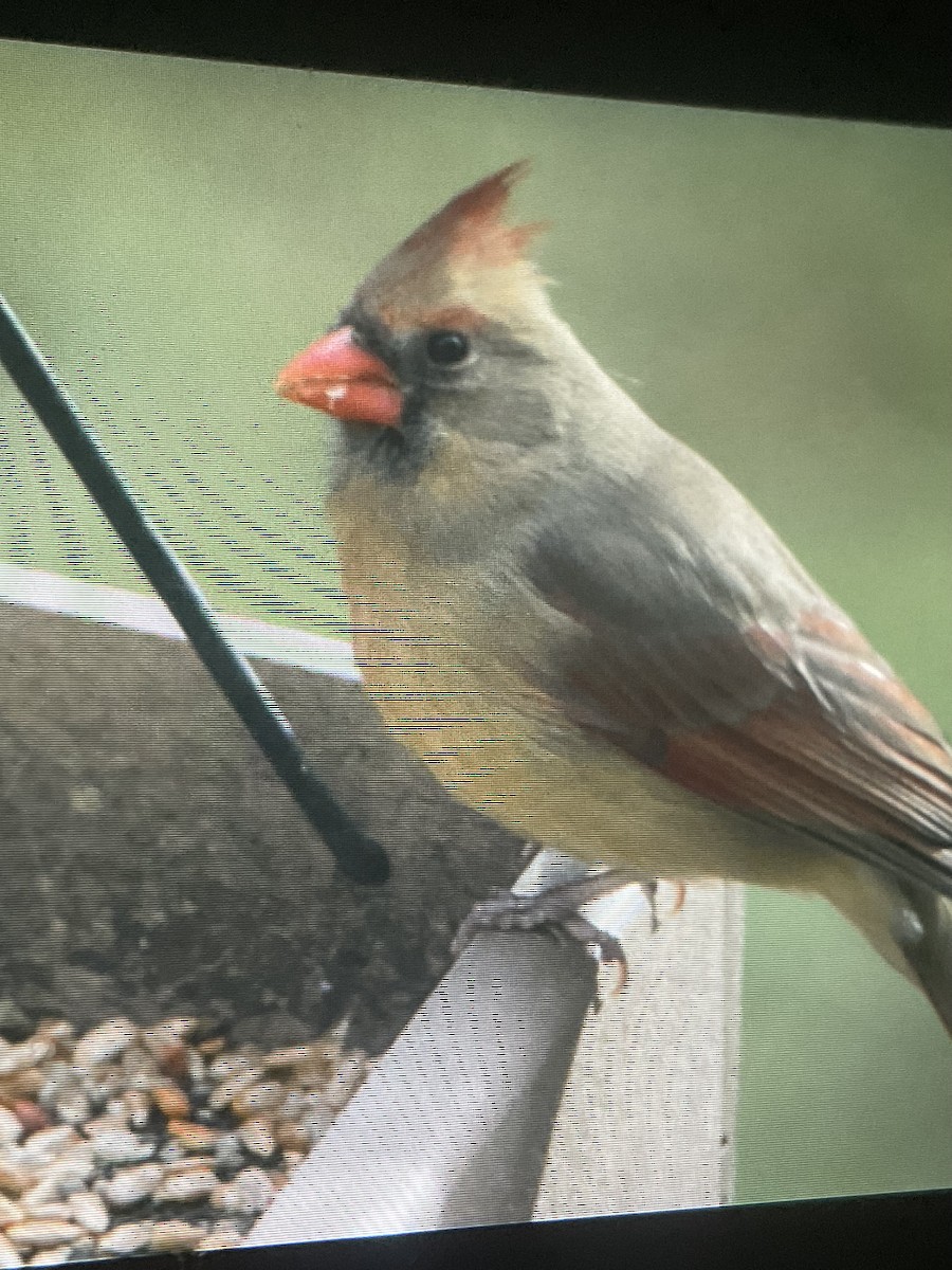 Northern Cardinal - ML645754825