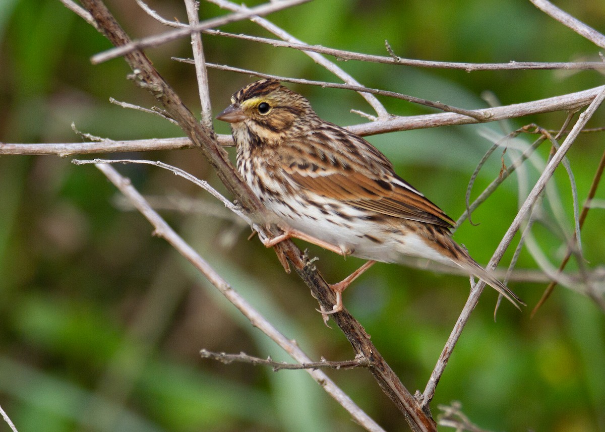 Savannah Sparrow - ML645754833