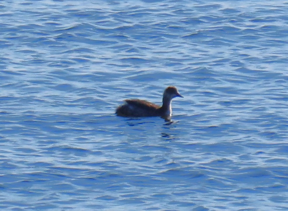 Eared Grebe - ML645754837
