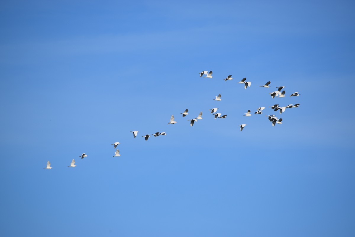 Western Cattle-Egret - ML645754839