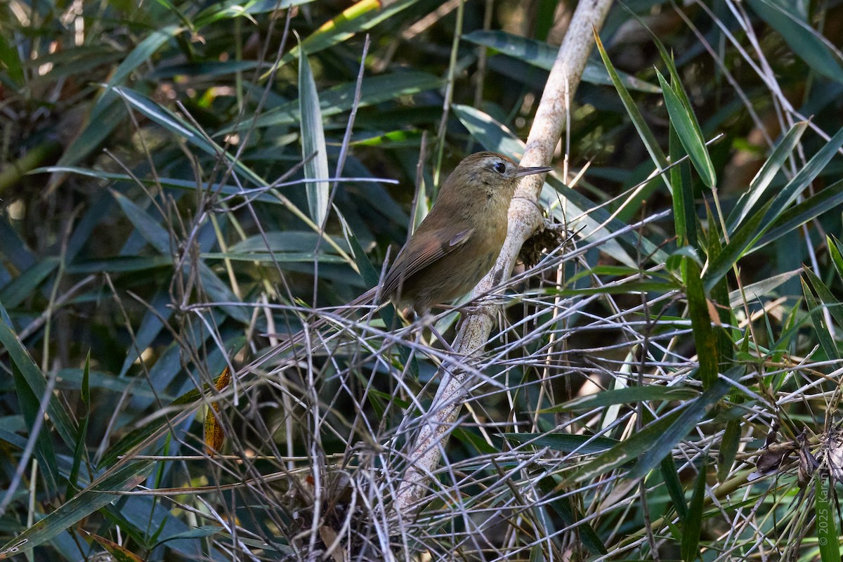 Des Murs's Wiretail - ML645754840