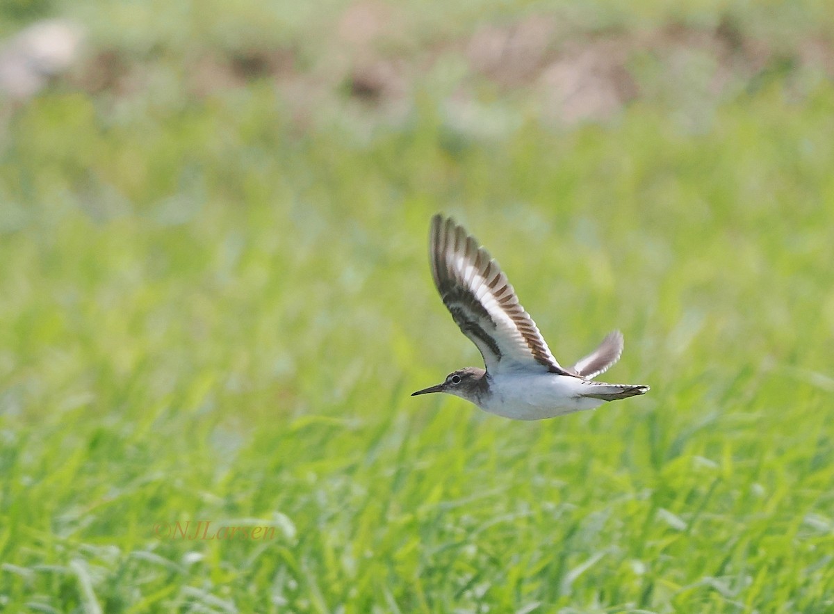 Spotted Sandpiper - ML645754841