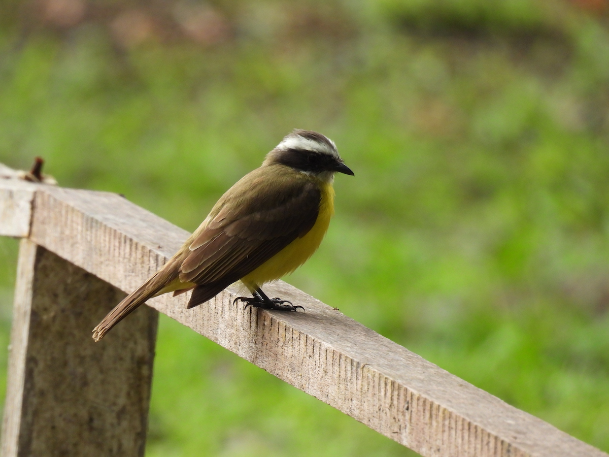 Sosyal Tiran - ML645754856