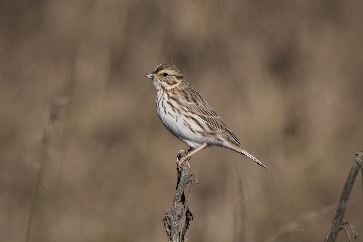 稀樹草鵐 - ML645754861