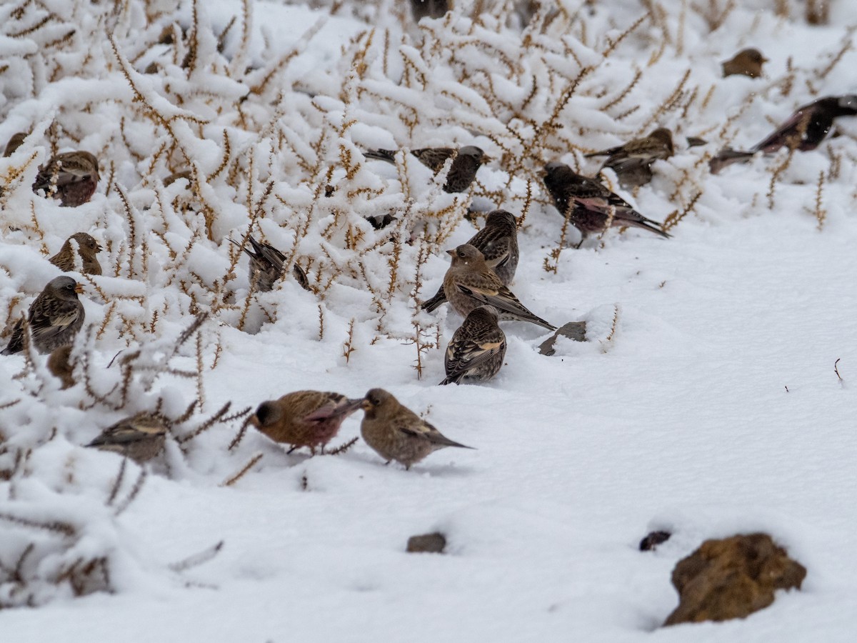 pěnkavice coloradská - ML645754864