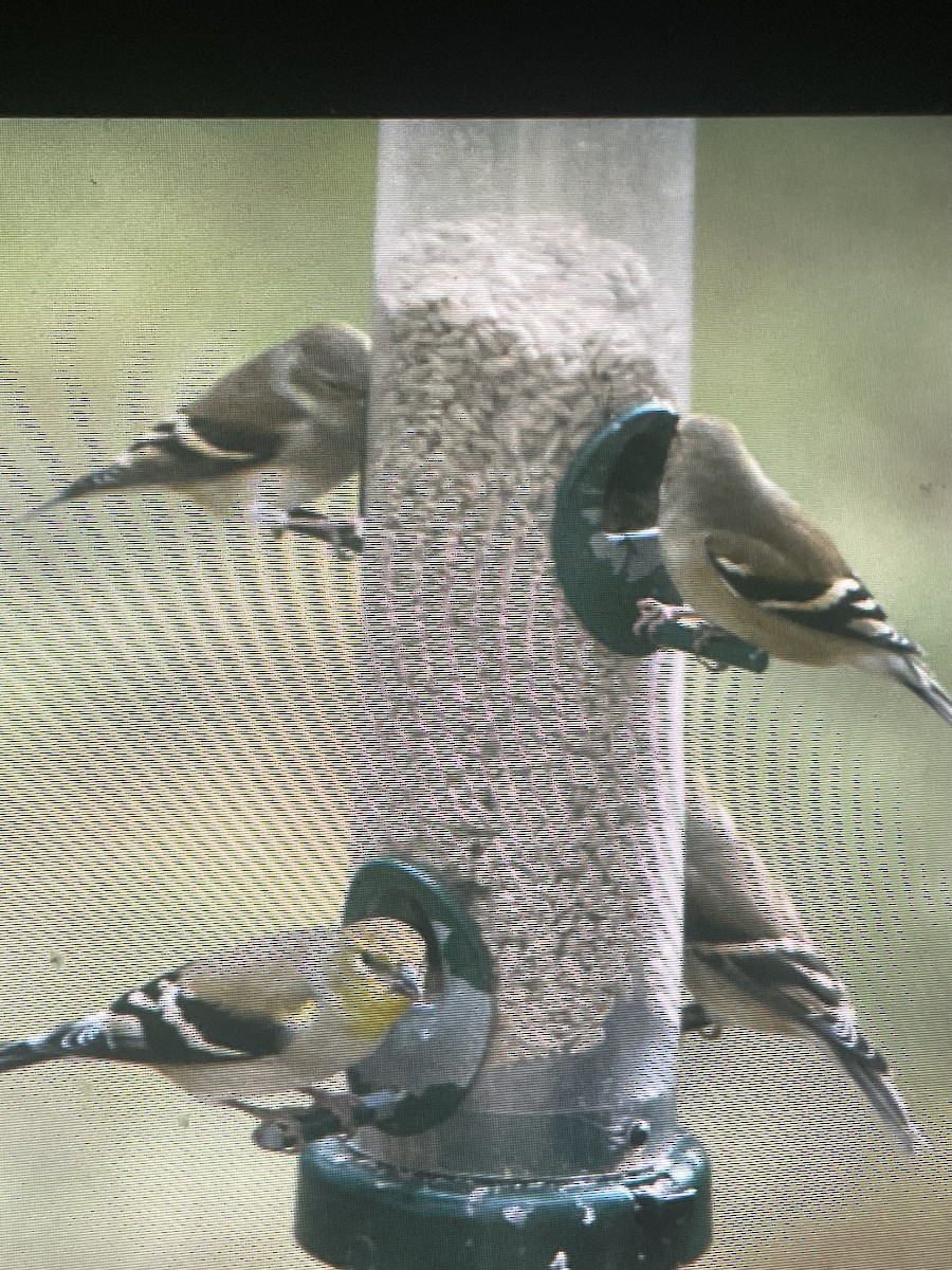 American Goldfinch - ML645754867