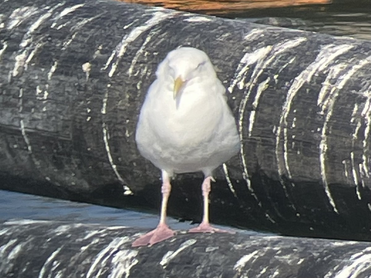 Western Gull - ML645754868