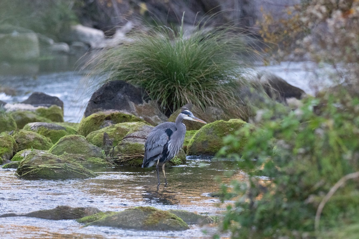 Great Blue Heron - ML645754871