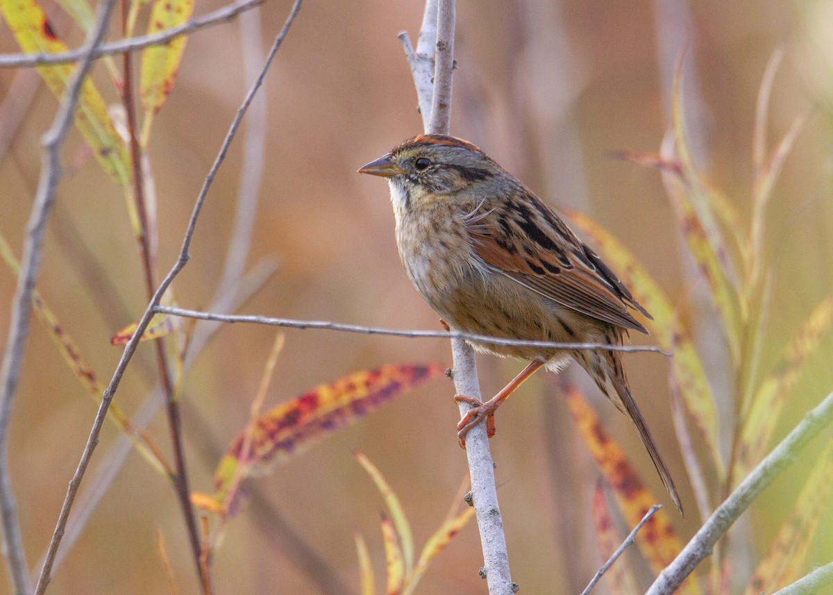 Swamp Sparrow - ML645754873