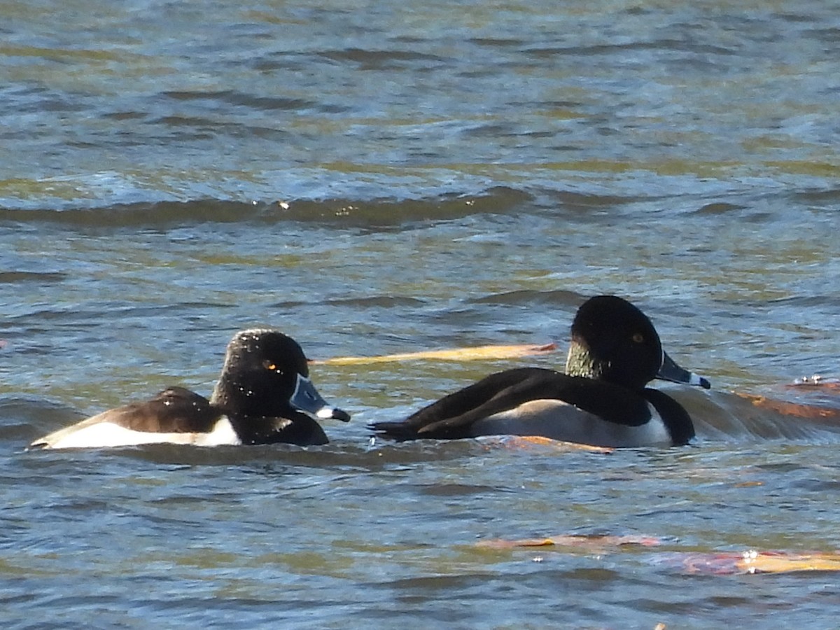 Ring-necked Duck - ML645754875