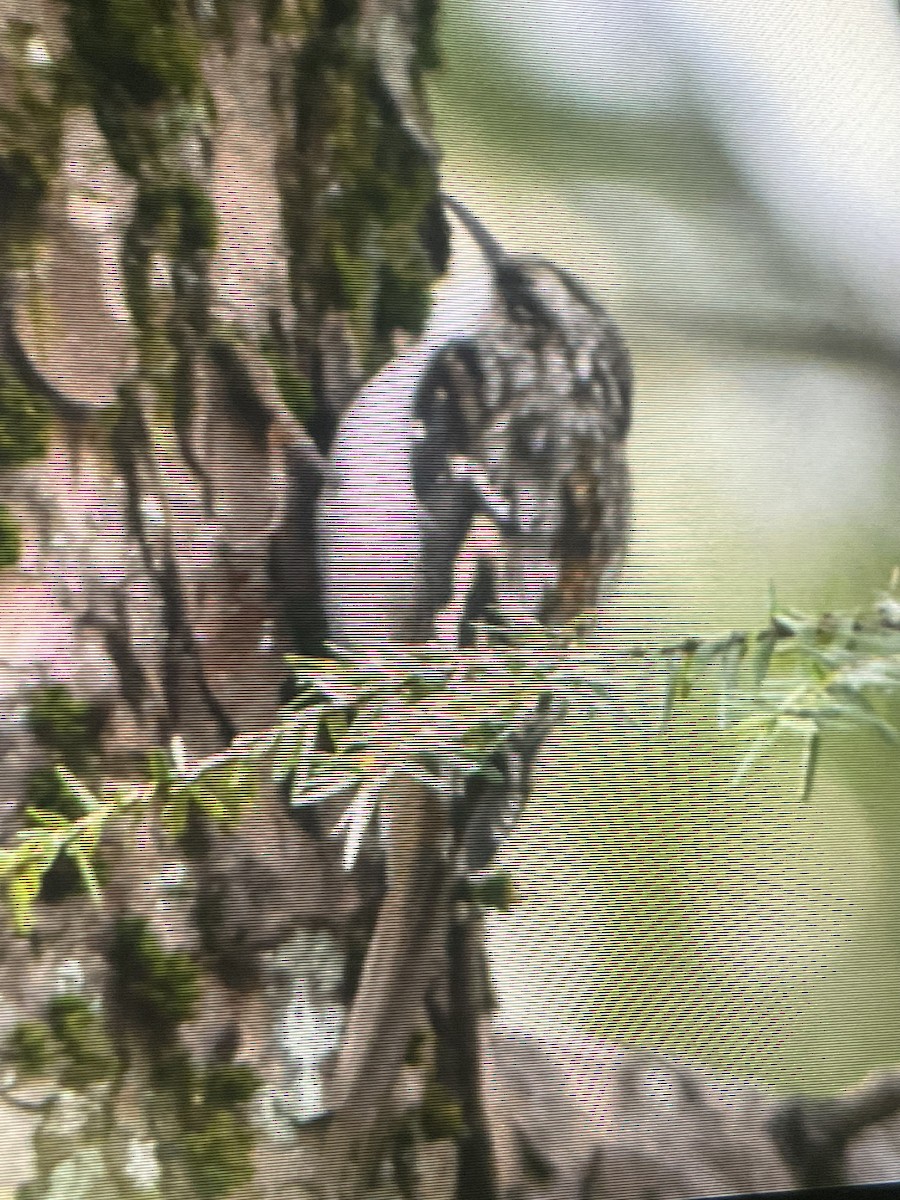 Brown Creeper - ML645754877