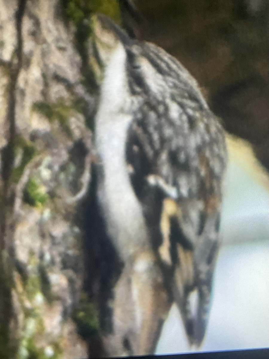 Brown Creeper - ML645754878