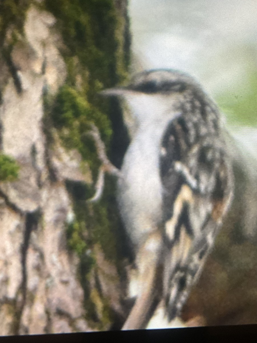 Brown Creeper - ML645754879