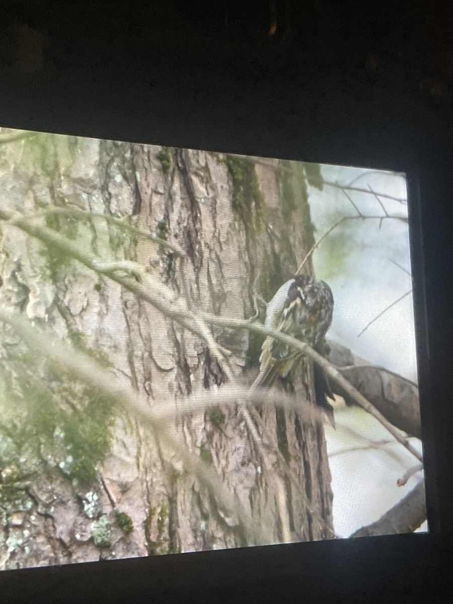 Brown Creeper - ML645754880