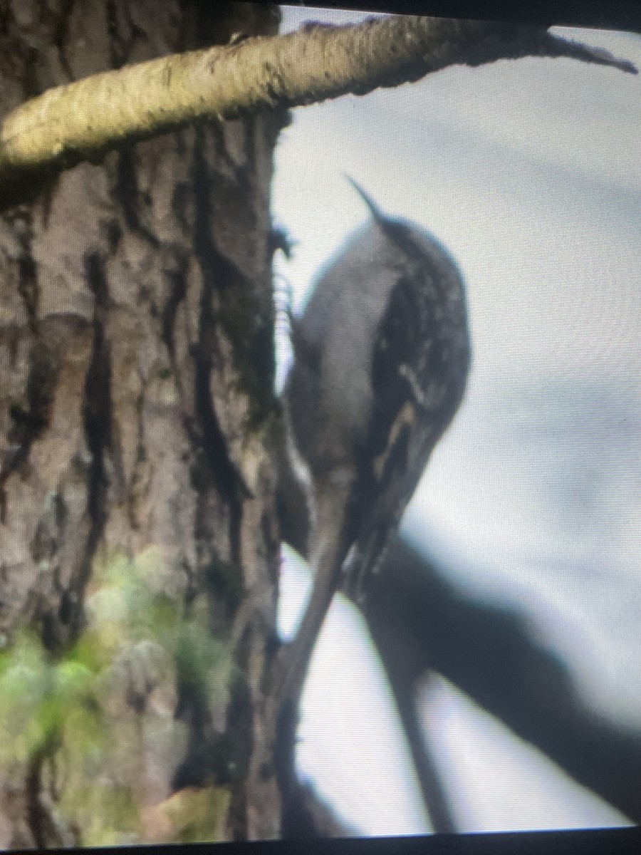Brown Creeper - ML645754881