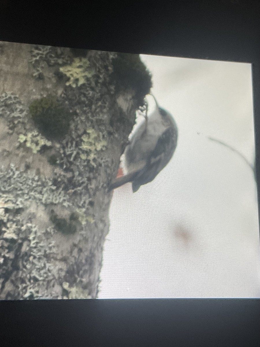 Brown Creeper - ML645754882