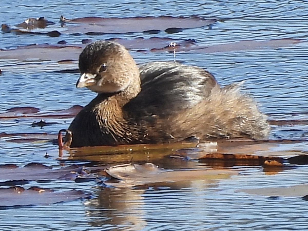 Pied-billed Grebe - ML645754885