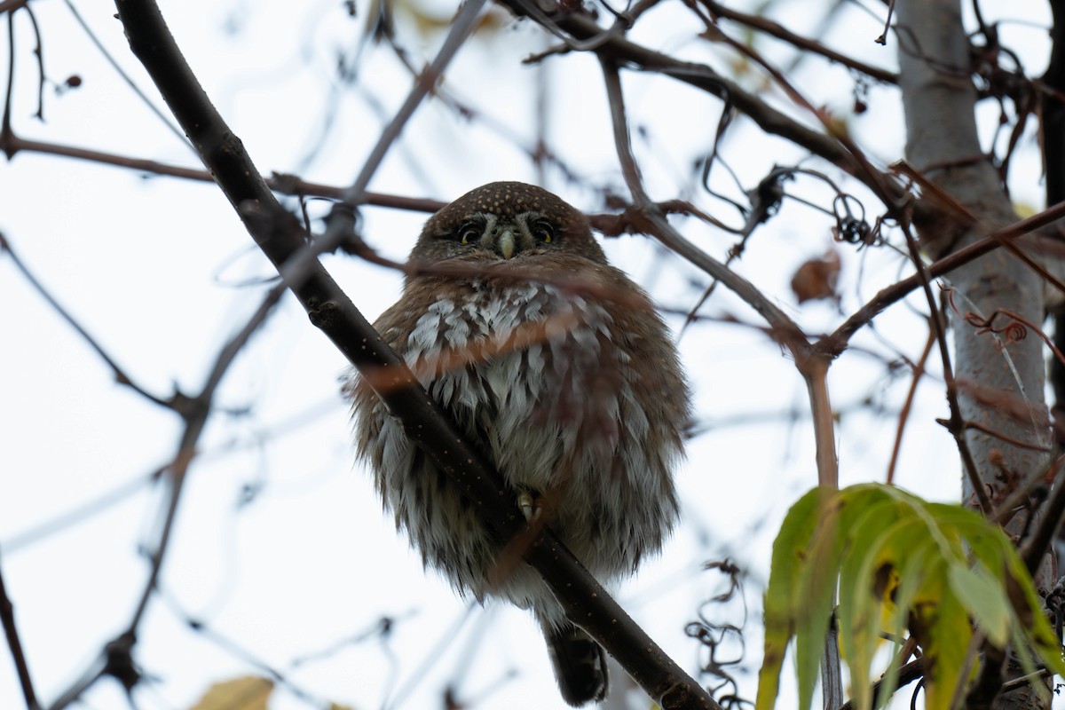 Northern Pygmy-Owl - ML645754887