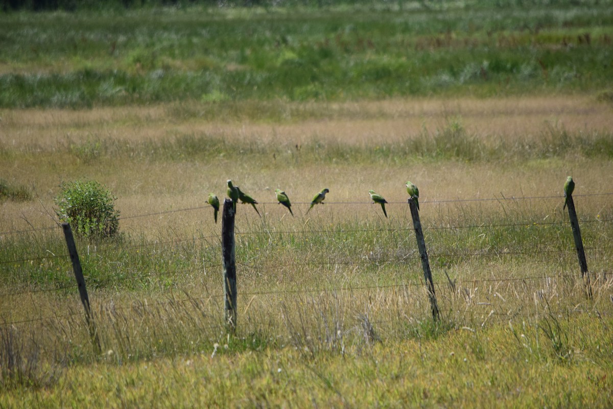 Monk Parakeet - ML645754888