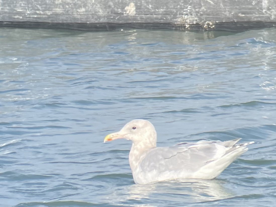 Glaucous-winged Gull - ML645754890