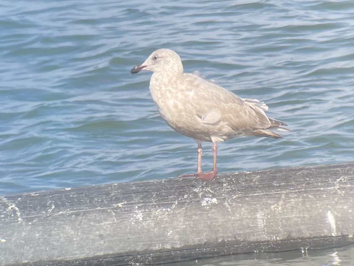 Glaucous-winged Gull - ML645754891