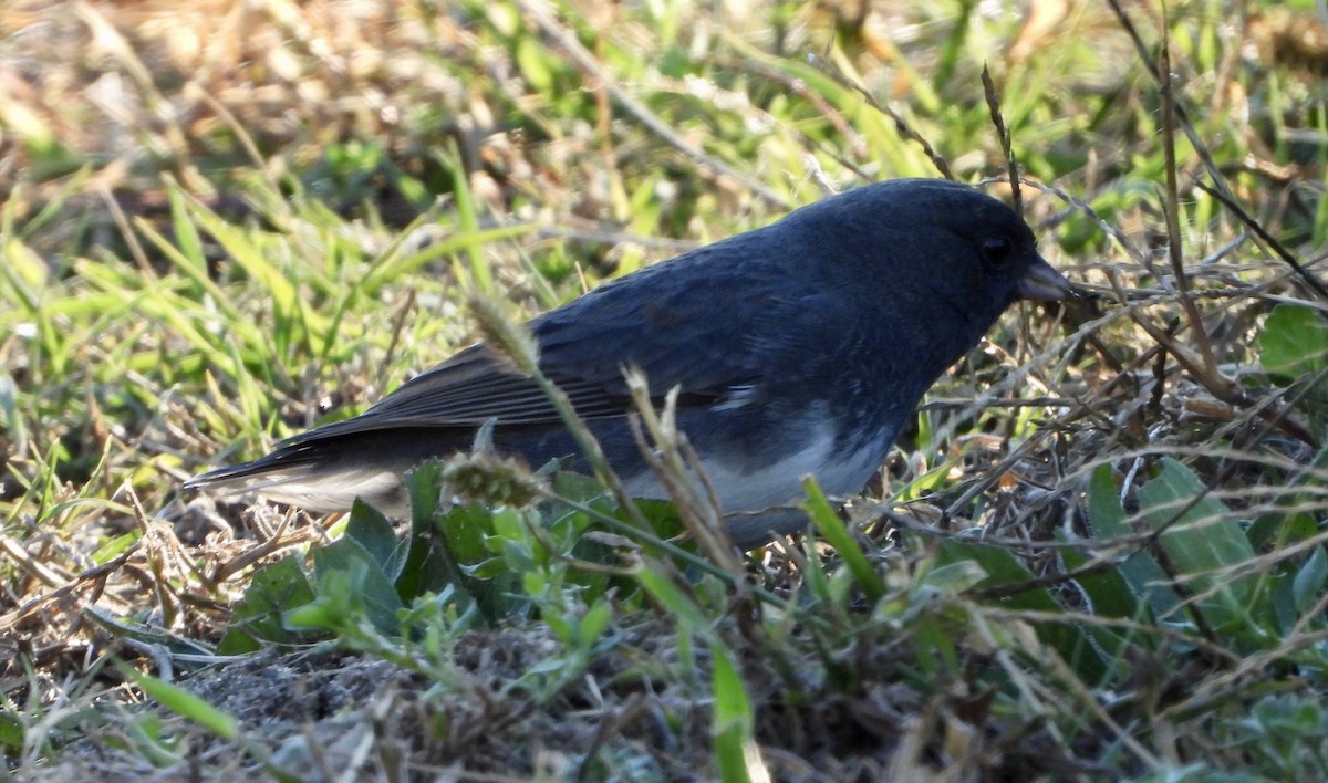 Dark-eyed Junco - ML645754904