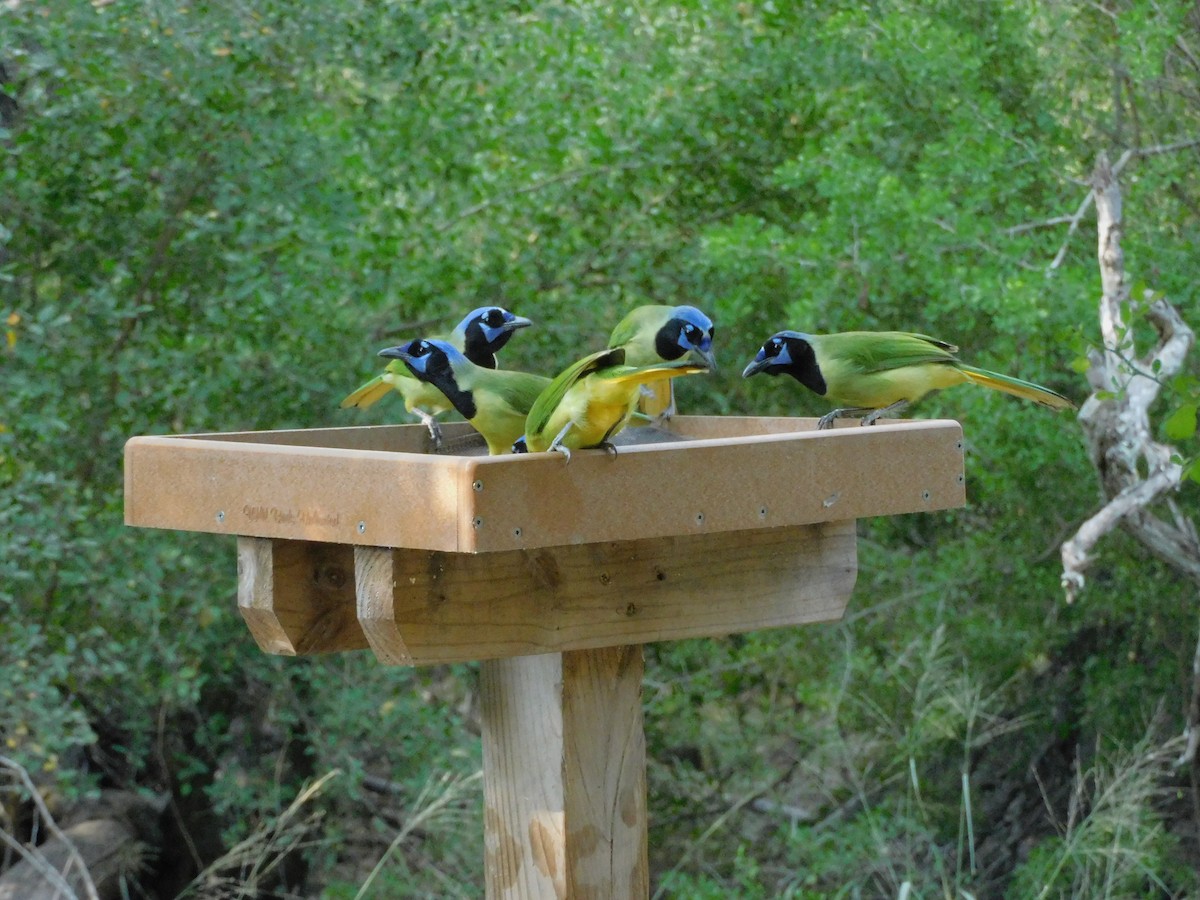 Geai vert - ML645754905